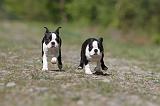 BOSTON TERRIER 191